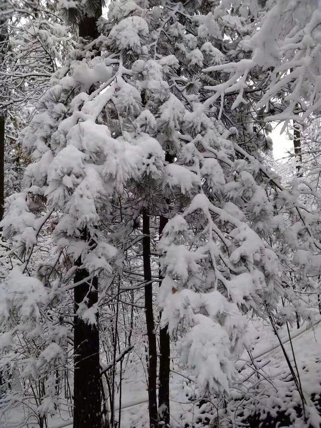 比东北还美的雪景,四川曾家山银装素裹,白茫茫一片想去看看?