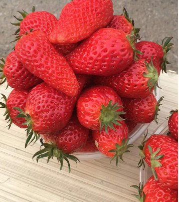 2020北京草莓采摘园_点赞!昌平这家草莓园每天采摘700斤草莓送给防疫一
