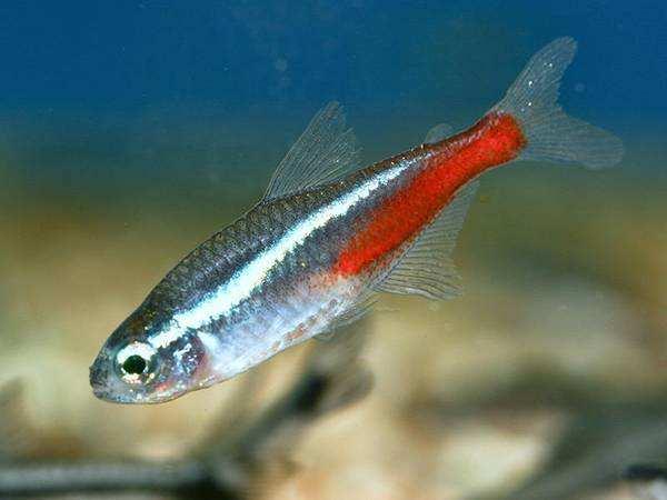 爱玩鱼的小土豪玩鱼100问之一:小型热带鱼红绿灯鱼怎么养？|鱼|红绿灯 
