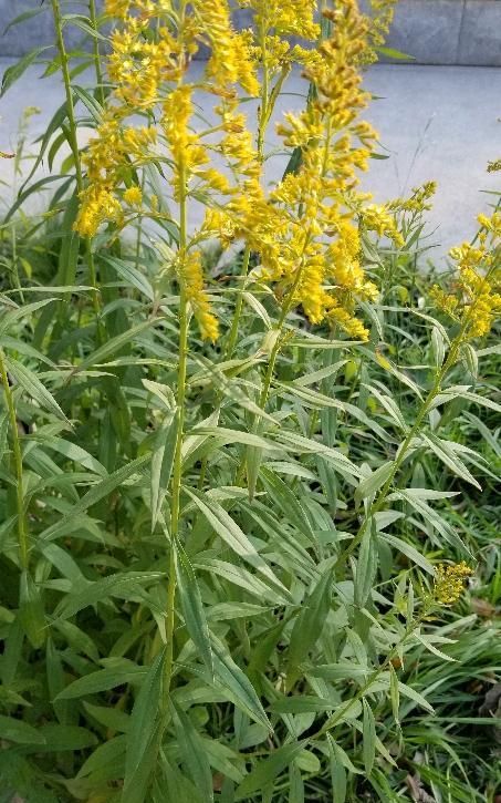 今天我在北方碰到一枝黄花生长良好