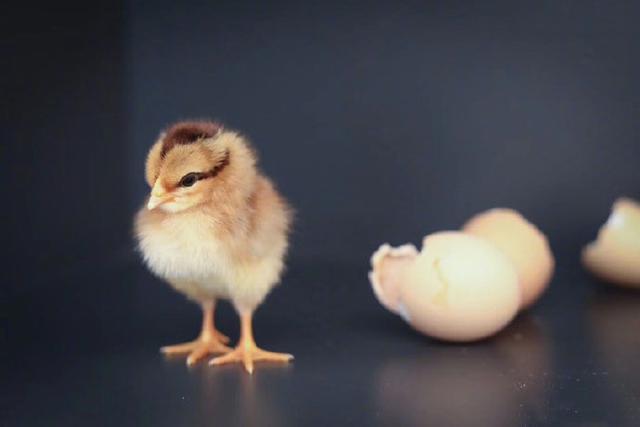 孙俪晒孵出的小鸡和蛋壳,还这么小,网友就安排好它们未来的路了