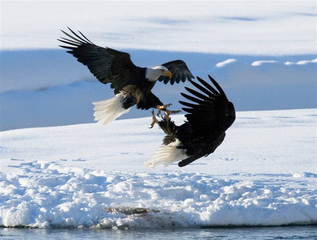 最凶的鹰_世界十大老鹰排名 第一体长超过一米 是最凶猛的老鹰(2)_排行榜