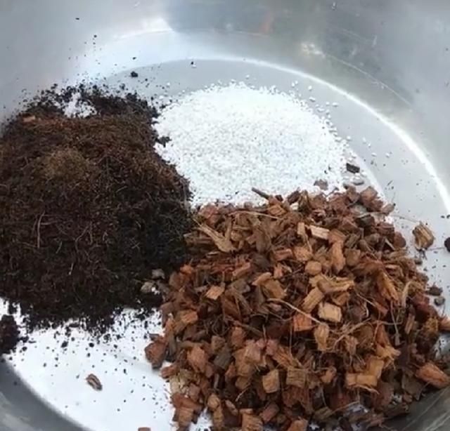 椰糠是种好介质,使用方法有讲究,你用对了吗?