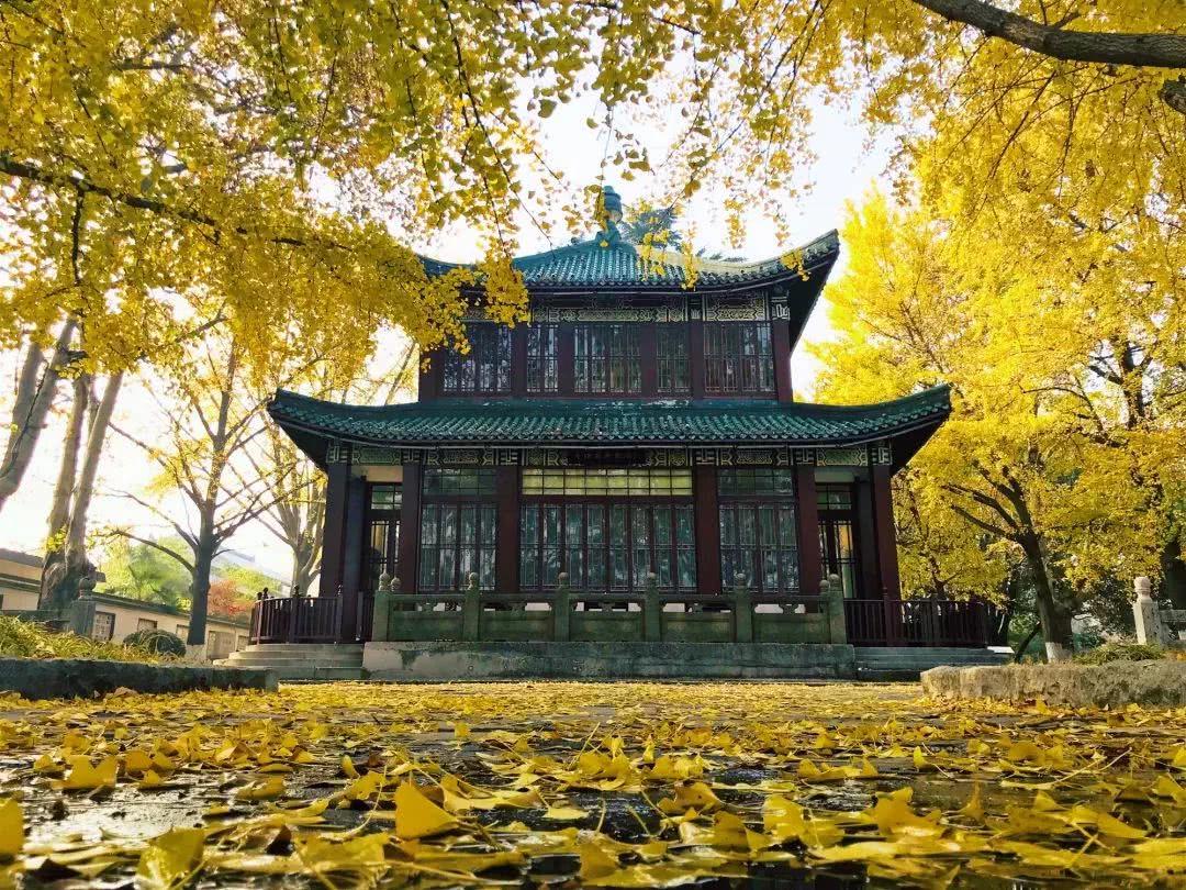 玄武湖百年银杏换盛装,身披金甲