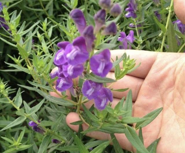 野外的1种 杂草 可以开出 紫色花 被称为 黄芩 珍贵