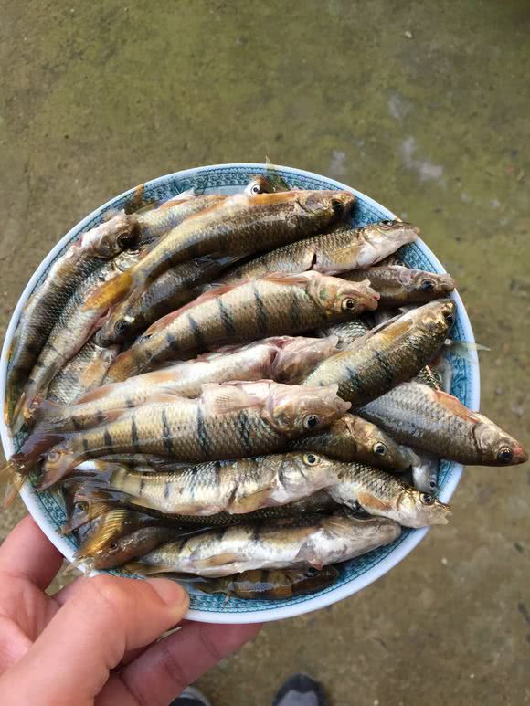 山洪带来的"奇鱼,肉质鲜嫩数量极多,却无法在河里生存|江河|山斑鱼