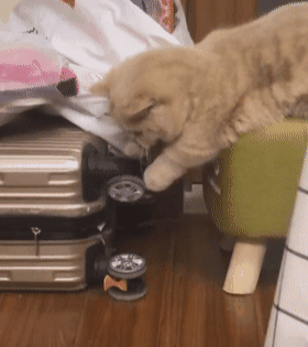 猫趴在箱子上玩轮子,女子感觉不对,走近后被萌翻,网友:好可爱