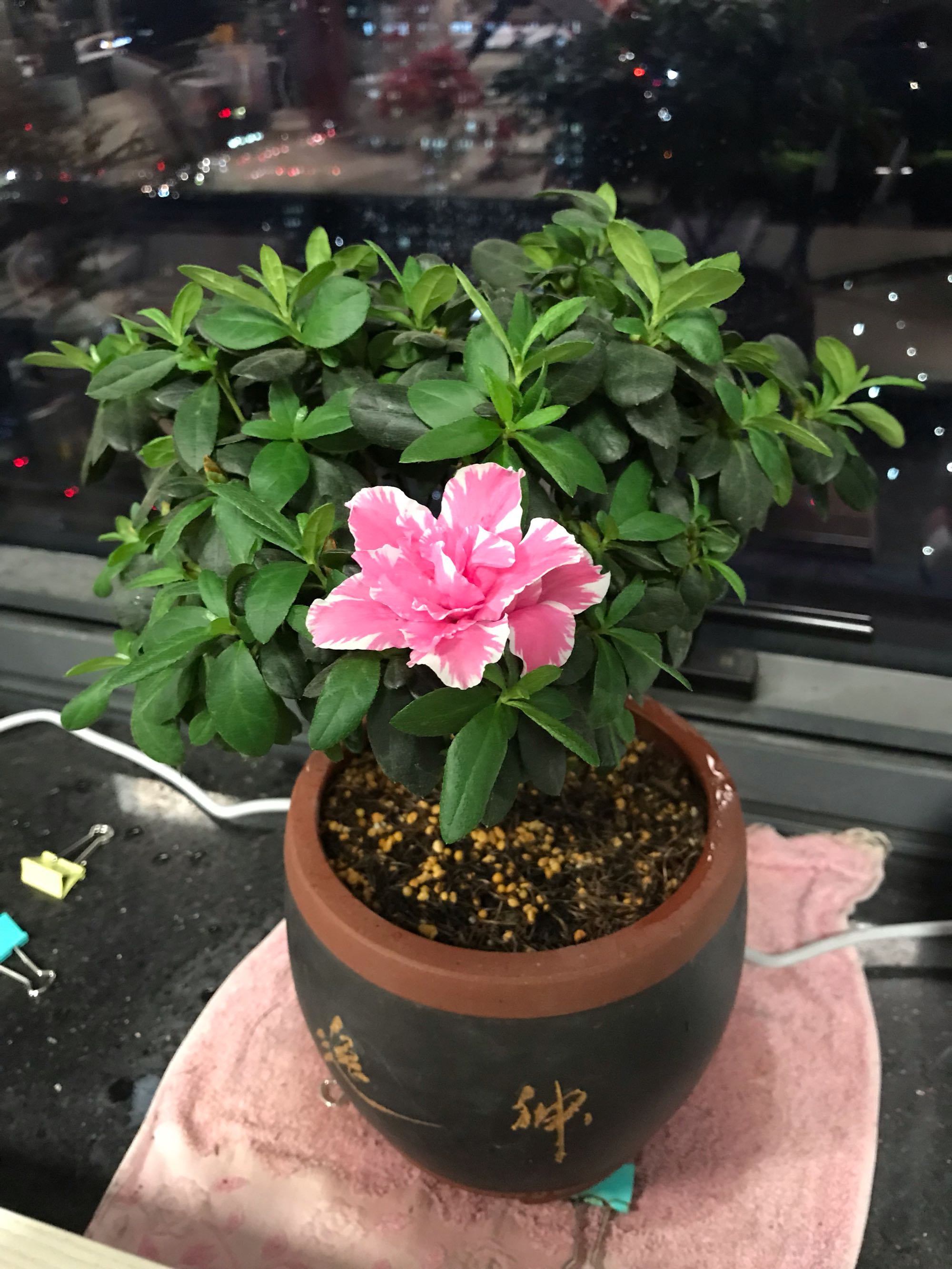 给椰糠杜鹃洗根更易根旺叶茂|杜鹃|椰糠|鹿沼_新浪新闻