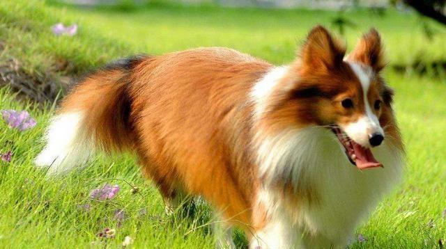世界10大最聪明的名犬,金毛和拉布拉多成功入选,你养了哪种?