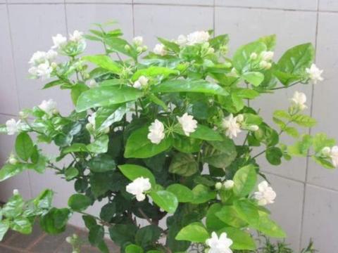 茉莉花“黄叶不开花”？“喂”1种水，再剪2刀，1个月花开满盆