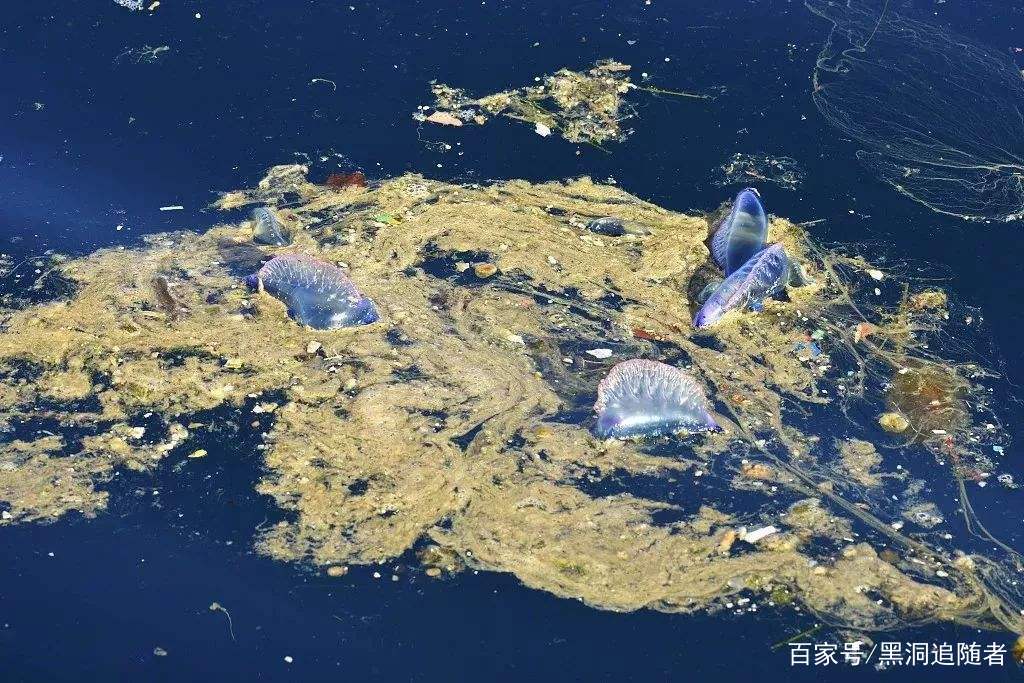 3900米深海，中国潜龙3号拍下震惊一幕，科学家劝诫人类收手