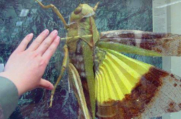 世界上最大的蝗虫,巨型蝗虫重达20斤/体长1.2米