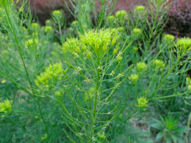 农村麦地的恶性杂草"麦蒿",其实还是一种味道独特的野菜