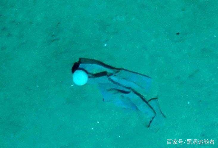 3900米深海，中国潜龙3号拍下震惊一幕，科学家劝诫人类收手