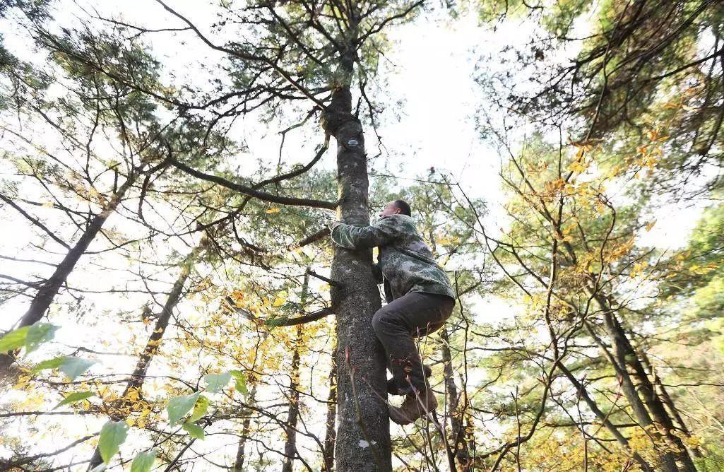 东北最危险的美食,大哥爬10米大树,一天摘松子30斤,才挣300元