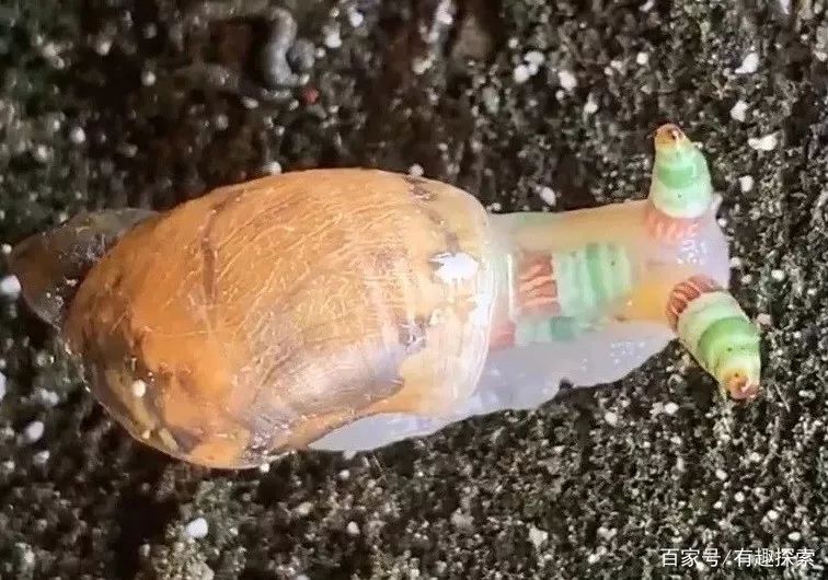 接管蜗牛身体使其变成僵尸蜗牛该动物目的让自已被吃掉