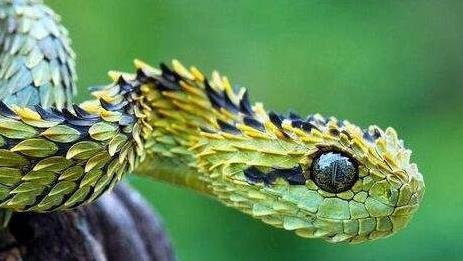 世界上最奇怪的蛇,论起效果堪比香水,还可以当做天然蚊香