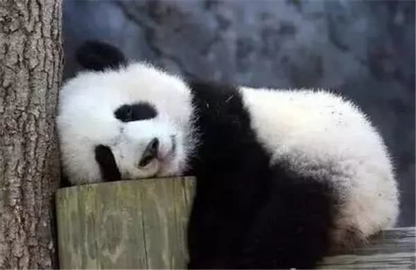 这群可爱的动物把1600万人萌一脸,吐舌头卖萌不说,还能科普