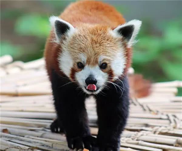 这群可爱的动物把1600万人萌一脸,吐舌头卖萌不说,还能科普