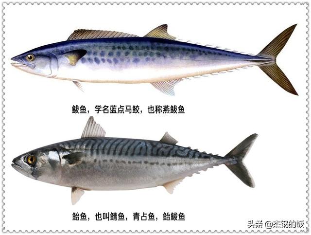 正文      鲅鱼,学名蓝点马鲛,也叫燕鲅鱼.