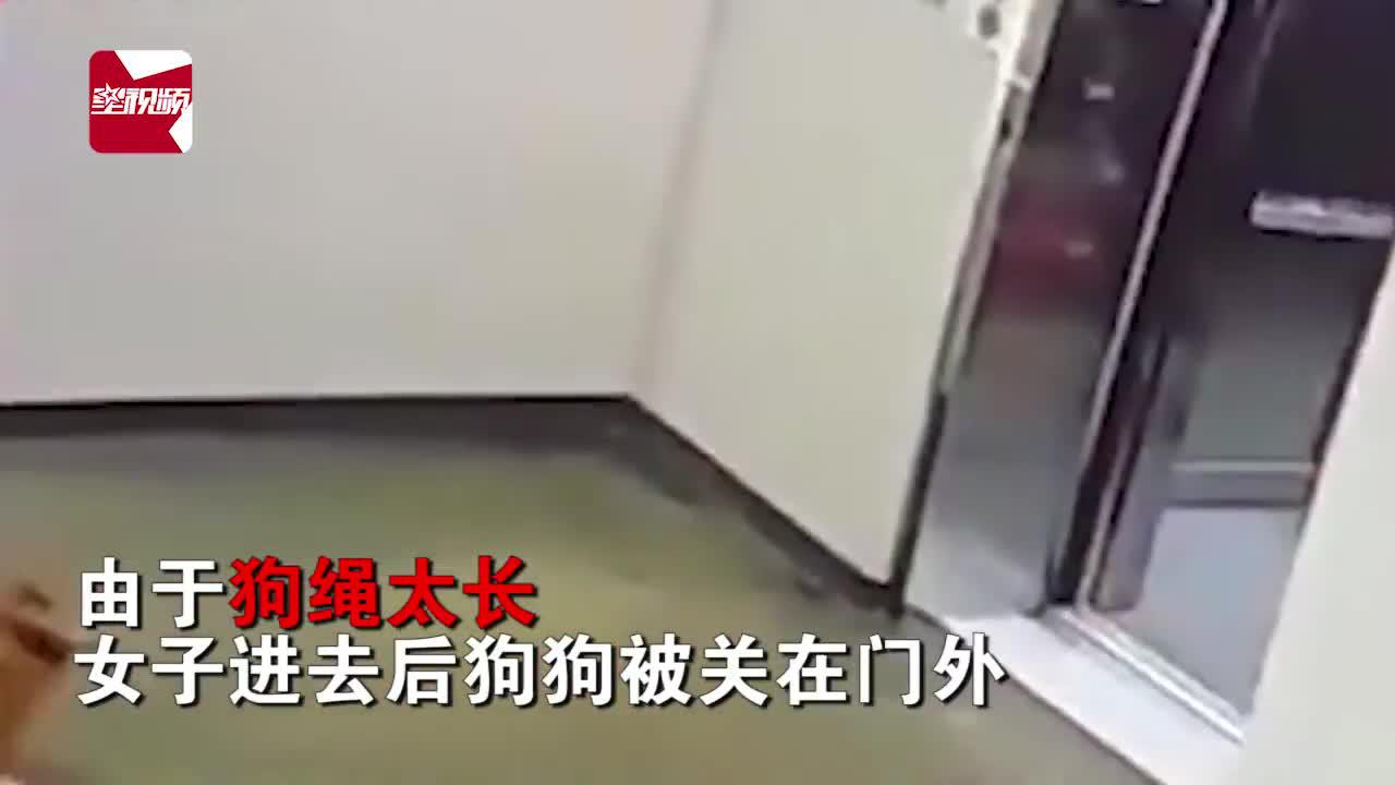 狗随主人进电梯慢一步险被勒死 监控拍下惊险一幕