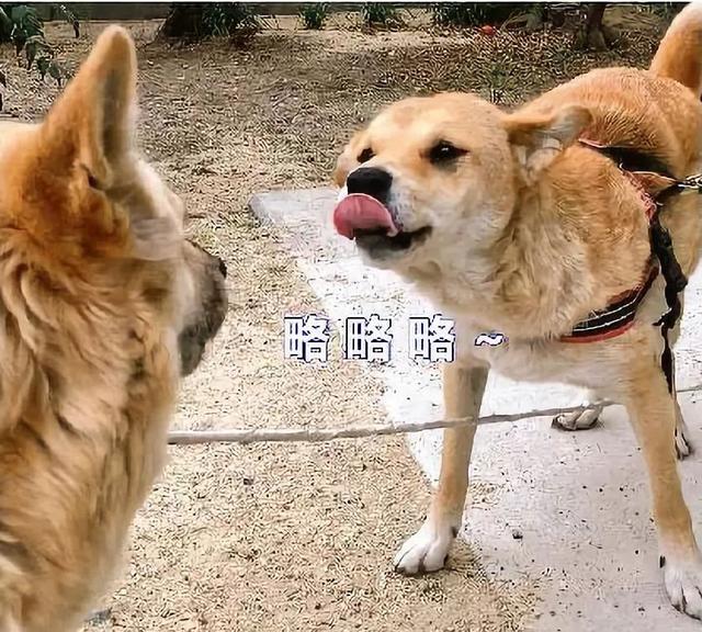 如果你家不止一只狗:有些狗是行走的表情包,有些狗爱在床上蹦迪