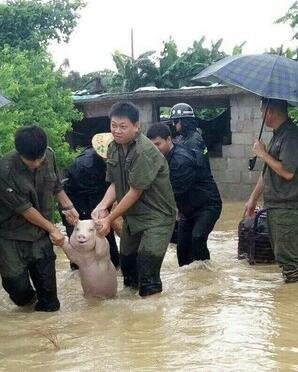 村民洪水中救助一只猪,看到它脸上露出的表情让人笑喷