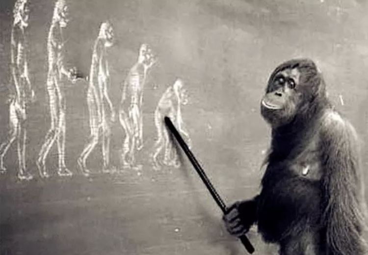 猿猴能进化成人,为何恐龙没有呢?科学家:其实只差一步