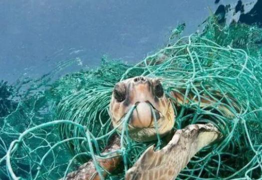 科学家发现新生物,它以垃圾为食,未来将能净化海洋环境