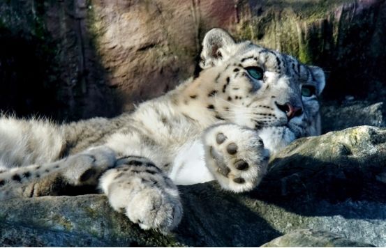 世界最美的猫科动物在中国，稀少程度堪比大熊猫