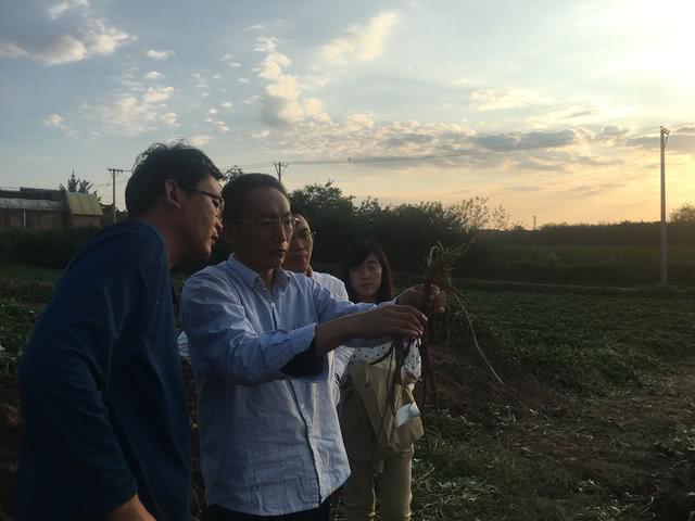 哪种投入性价比最高,市场上的红薯各种品种的特性,朱渭兵老师侃侃而谈