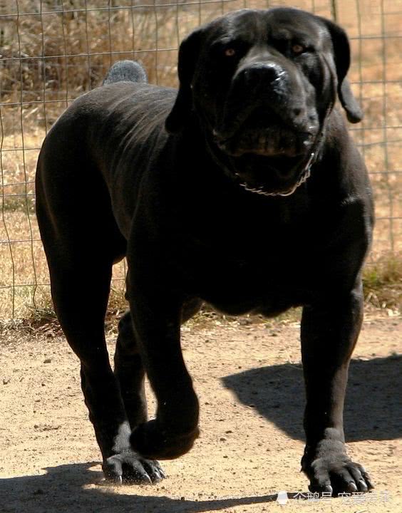 此犬被当地人奉为"黑珍珠",凶猛程度堪称"嗜血兽",秒杀藏獒