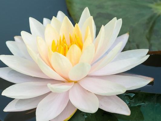 心理测试:四朵莲花,你喜欢哪朵,测年底前有什么好运等