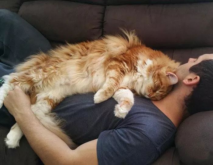当大体型缅因猫遇上橘猫的基因巨型橘猪没错了