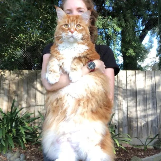 当大体型缅因猫遇上橘猫的基因,巨型"橘猪"没错了