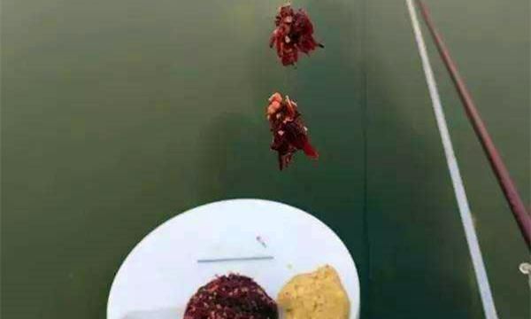 冬钓鲫鱼要用活饵，图解活饵的多种用法，你学不学？