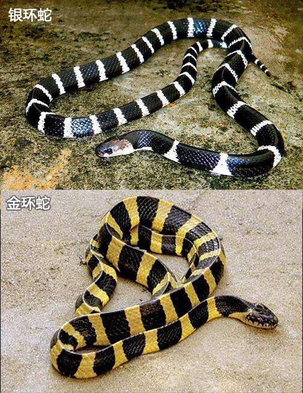 金环蛇与银环蛇哪个毒性更强 后者毒性是前者