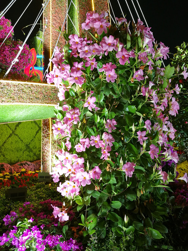 最值得养的爬藤花卉,养护容易,一年四季都开花,室内阳台也能种