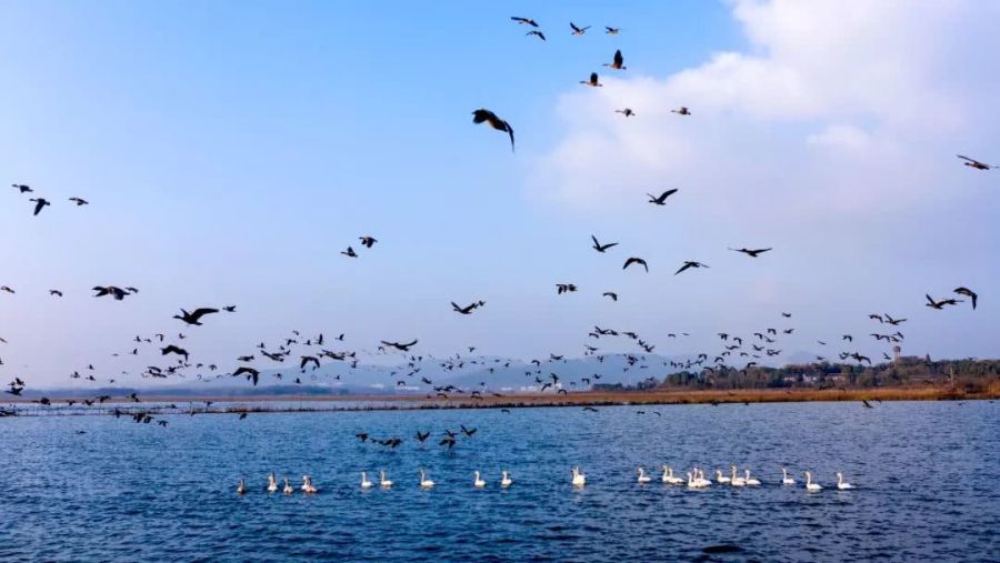 庐江县黄陂湖湿地,成群的鸟儿在湖面上,湖滩边尽情嬉戏,白鹤悠然戏水