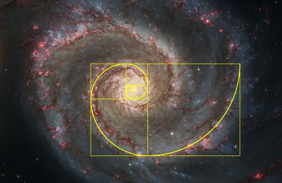 澳妇女：蹲个马桶都被蛇咬到下面，澳洲致命动物泛滥，...