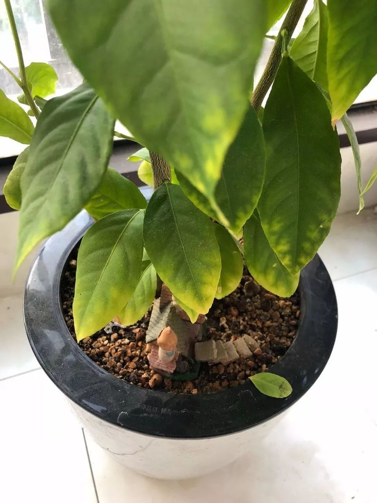植物叶子发黄的7个原因与解决处理方法,叶子绿油油,心情美美哒