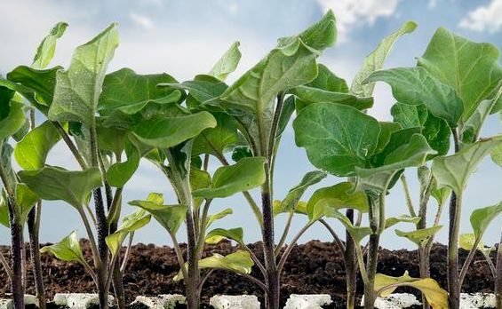 茄子种植 茄子苗期生长需要的条件 来了解一下