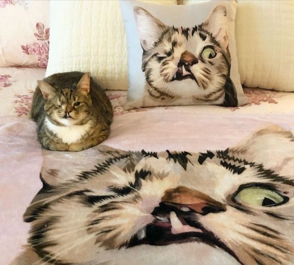 花生长成健康的大猫咪,过得十分幸福