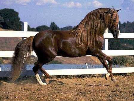 汗血宝马排第二,第一太拉风,地球上最纯的马种最著名的马!