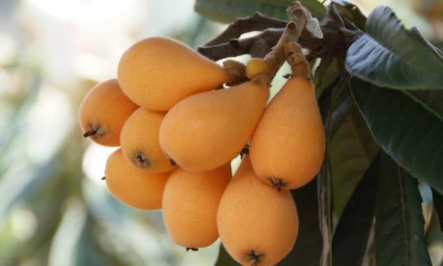 枇杷树已经开花，怎样管理，才能让它优质高产?