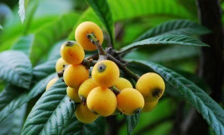 枇杷树已经开花，怎样管理，才能让它优质高产?