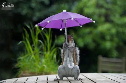 小动物在雨天撑伞的瞬间