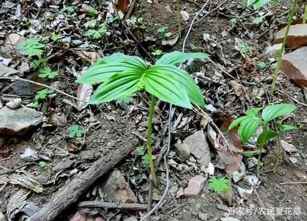 1种野草，可治“月经不调”，当今不多见，看到是福气，采摘就好