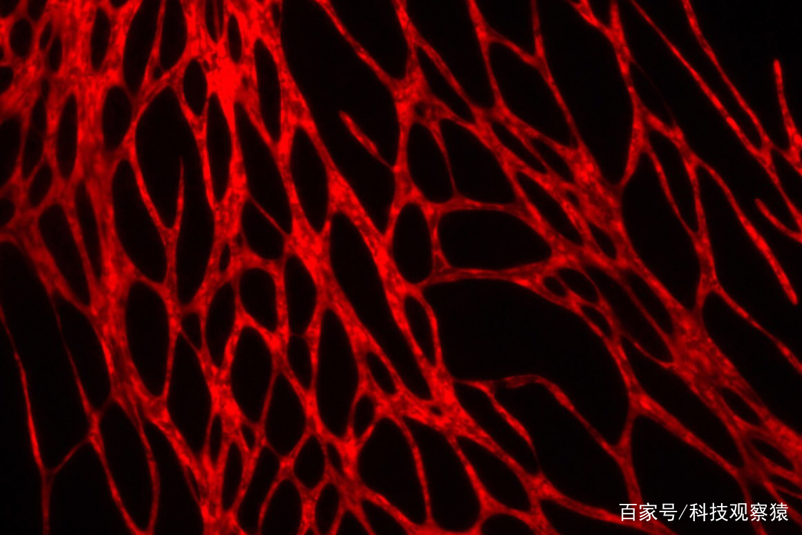 科学家将血管整合到3d打印的活性皮肤中|3d打印|血管