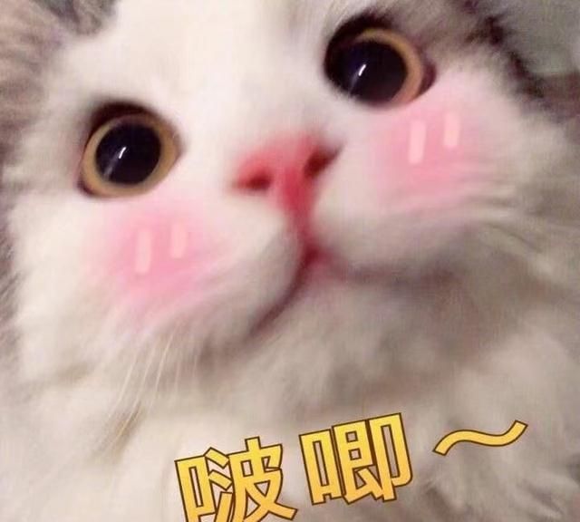 超可爱的表情包来一波